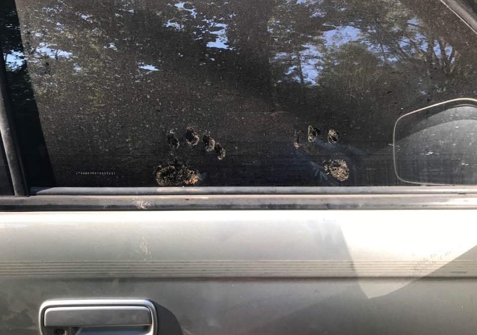 Bears and Bearing Responsibility