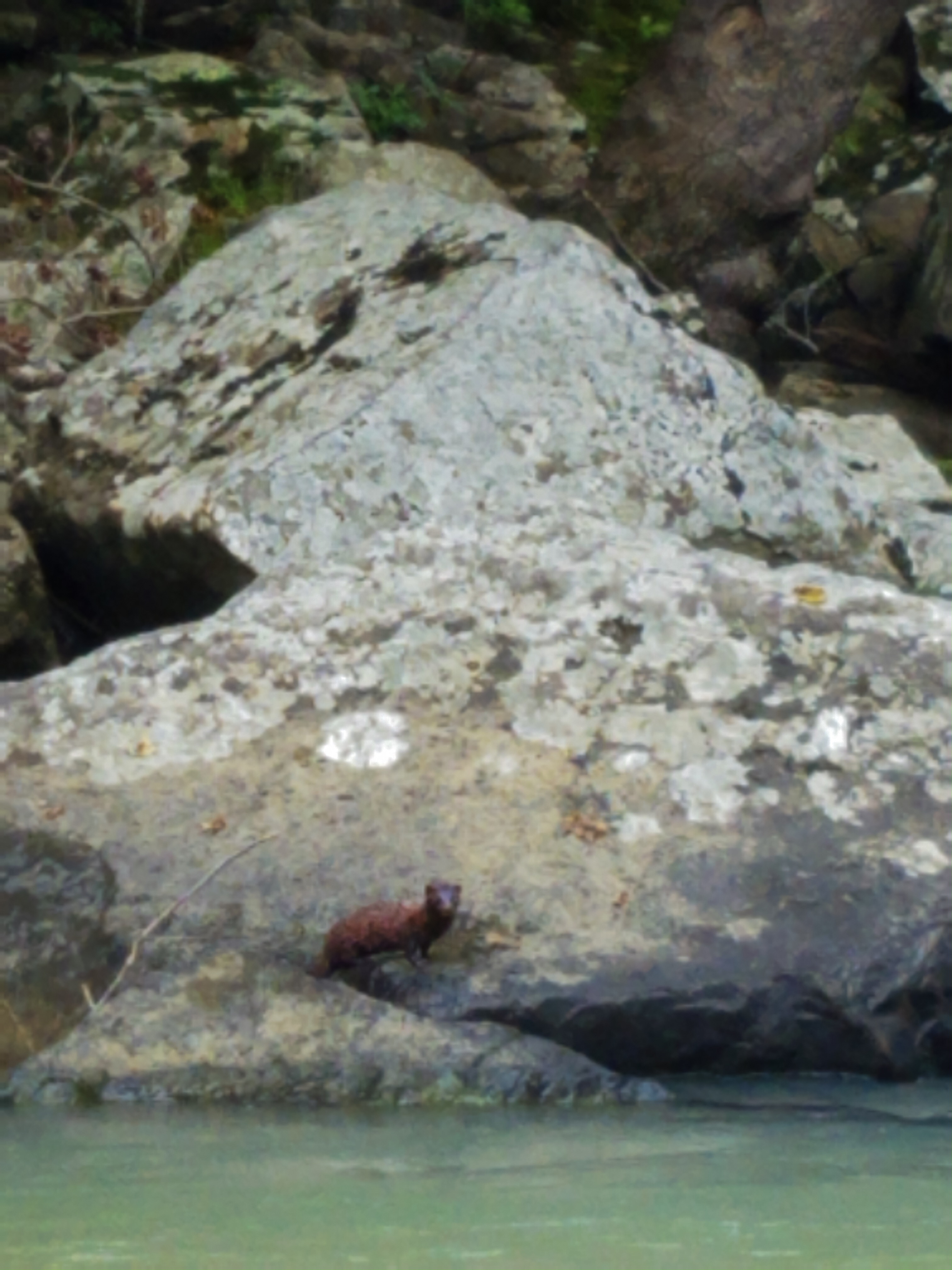 Mink on Mulberry River