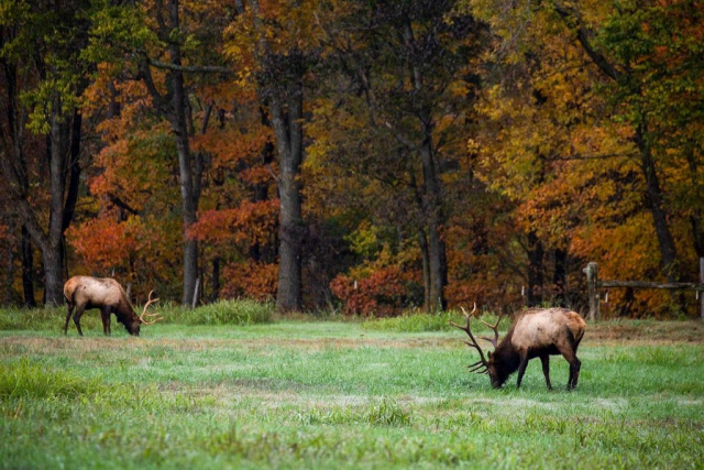 Boxley Valley Elk