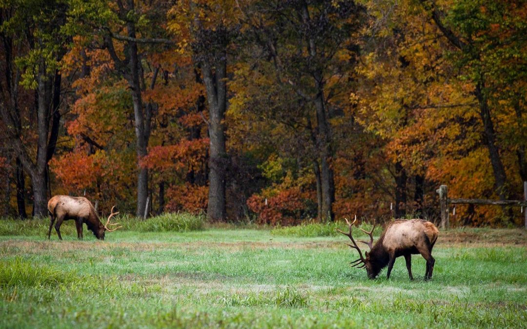 Autumn Arkansas Adventure