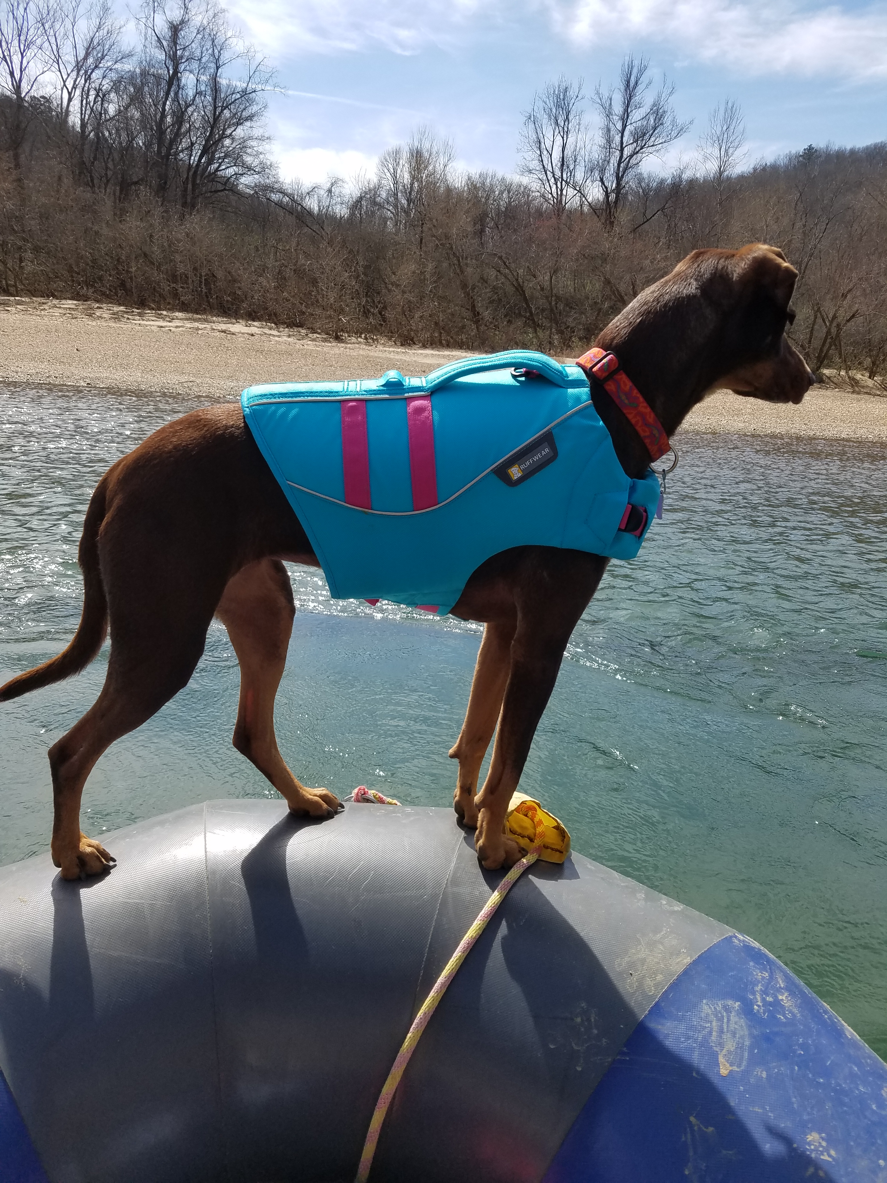 Dog on AIRE Tributary Raft