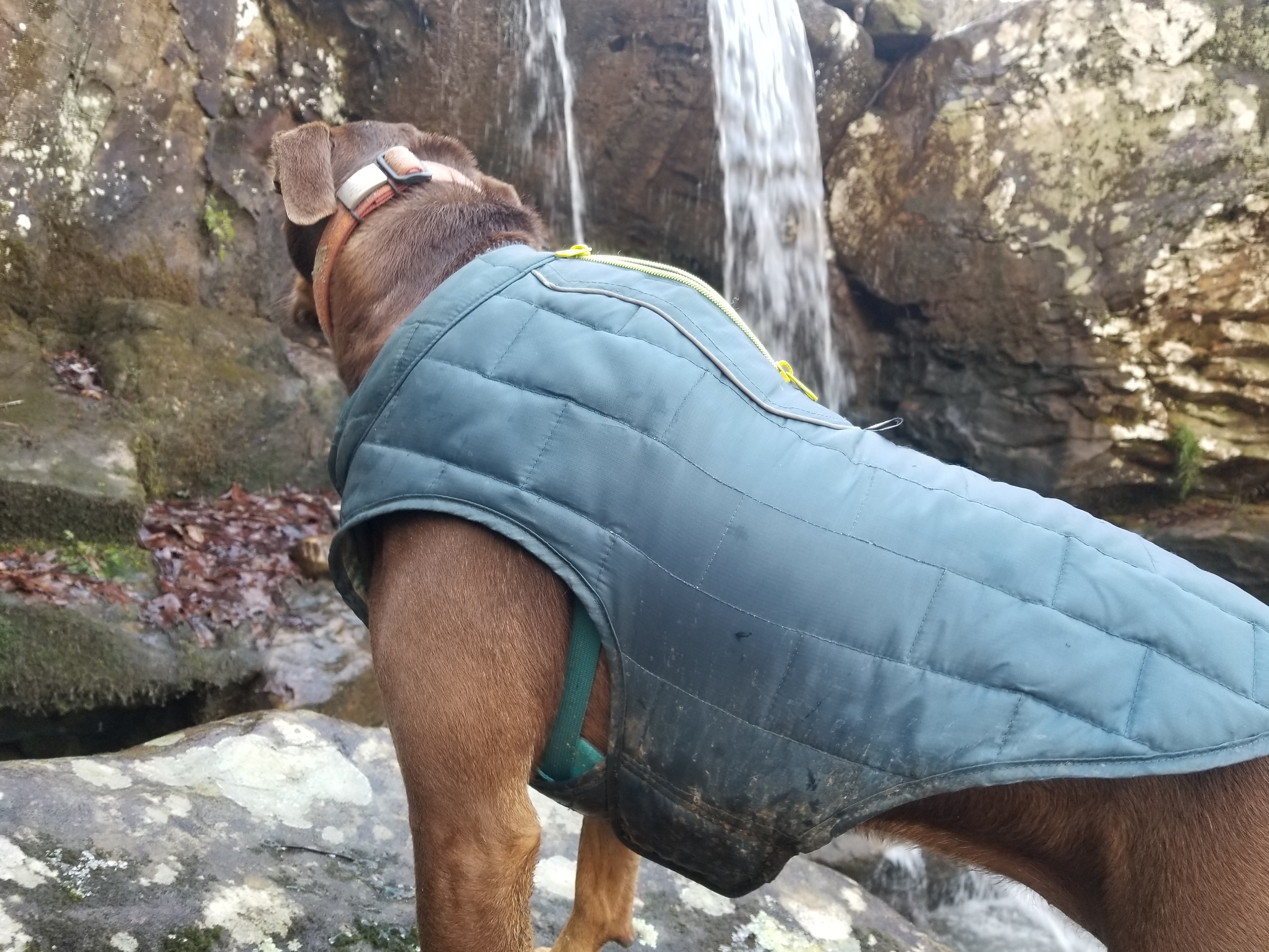 Dog at Sweden Creek Falls