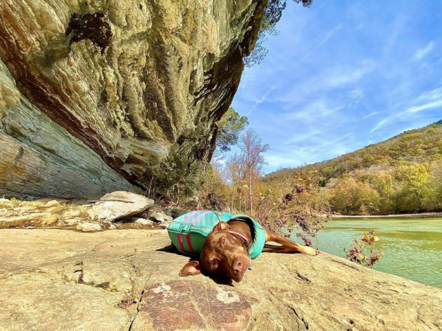 Dog on the Buffalo National River