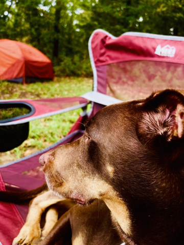 Dog In REI Camp Chair