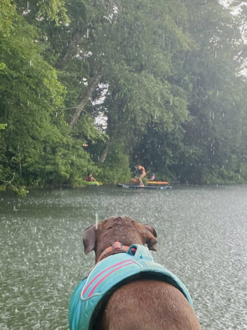 Dog in Rain